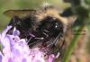 Bombus sp.